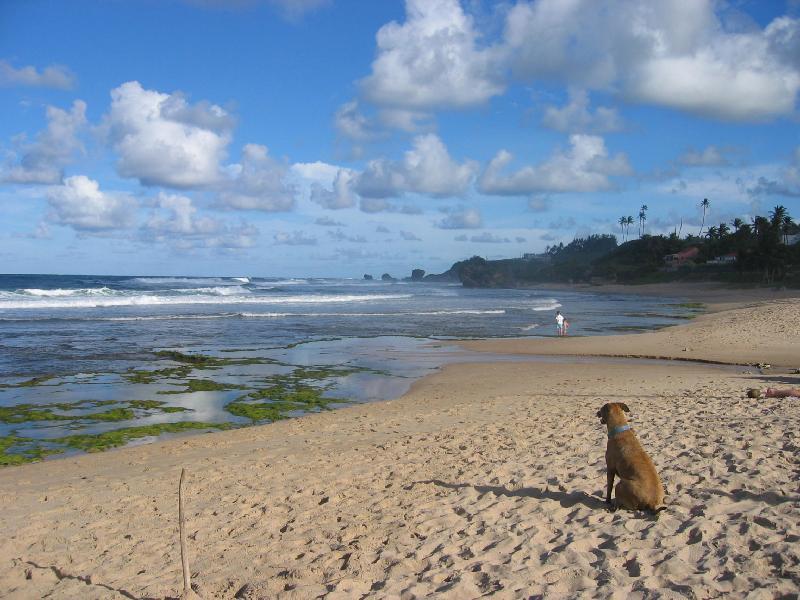 Hotel Round House Bathsheba Exterior foto
